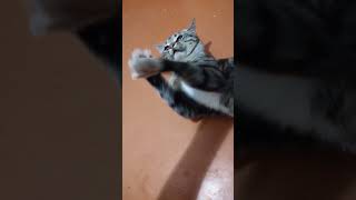 Кот Кусает Мне Руку #Кот #Кошка #Полосатыйкот #Cat #Cats