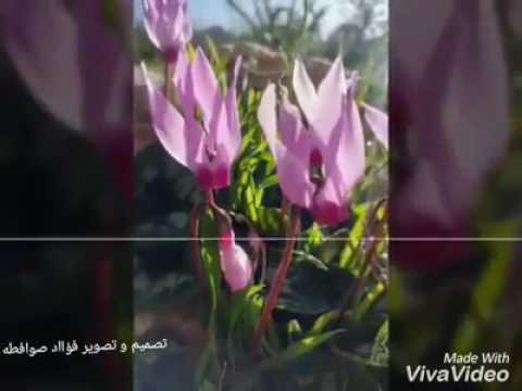 محارب ذيب منشان الله يا اخويا مع صور من طوباس
