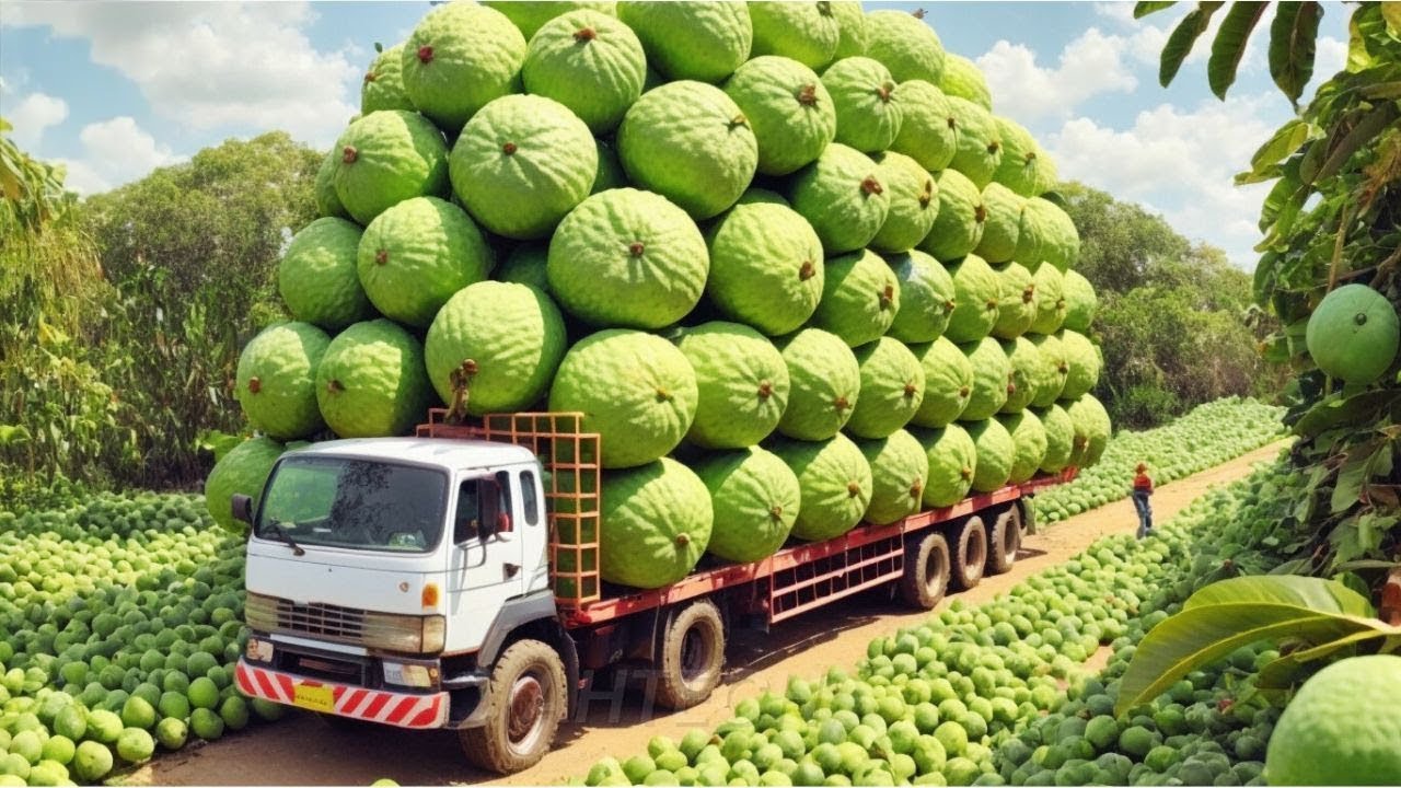 لن تصدق كيف يتم حصاد ومعالجة الجوافة في تايوان.. تكنولوجيا مذهلة!