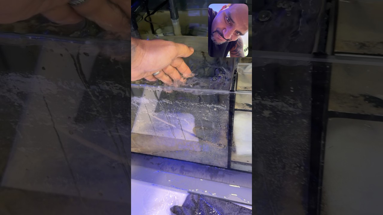 The Aquarium ADHD strikes again! 🤦🏼‍♂️#aquarium #aquariumhobby #aquariumlife