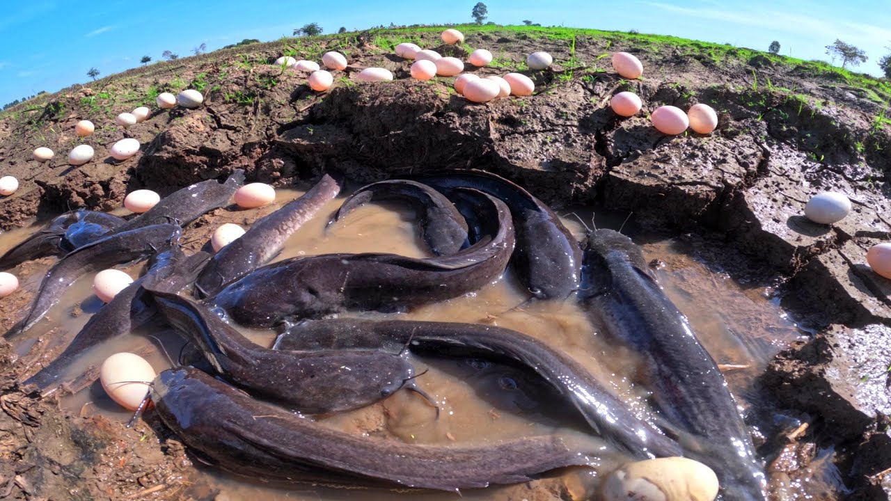 catch a lot of fish in water and pick duck eggs after the rain