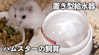 ハムスター水飲み Youtube