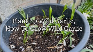Planting Wild Garlic Bulbs, How To Grow Wild Garlic, Wild Edible Plants