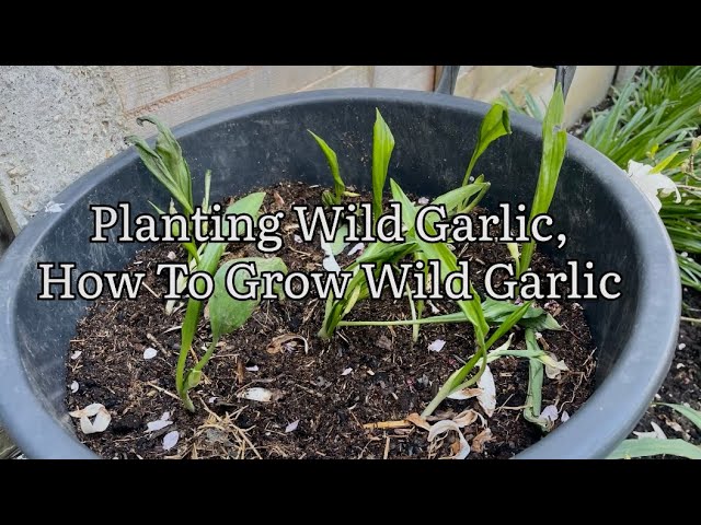 Planting Wild Garlic Bulbs, How To Grow Wild Garlic, Wild Edible Plants