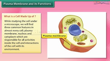 Class 8 Science - Cell Structure and Functions
