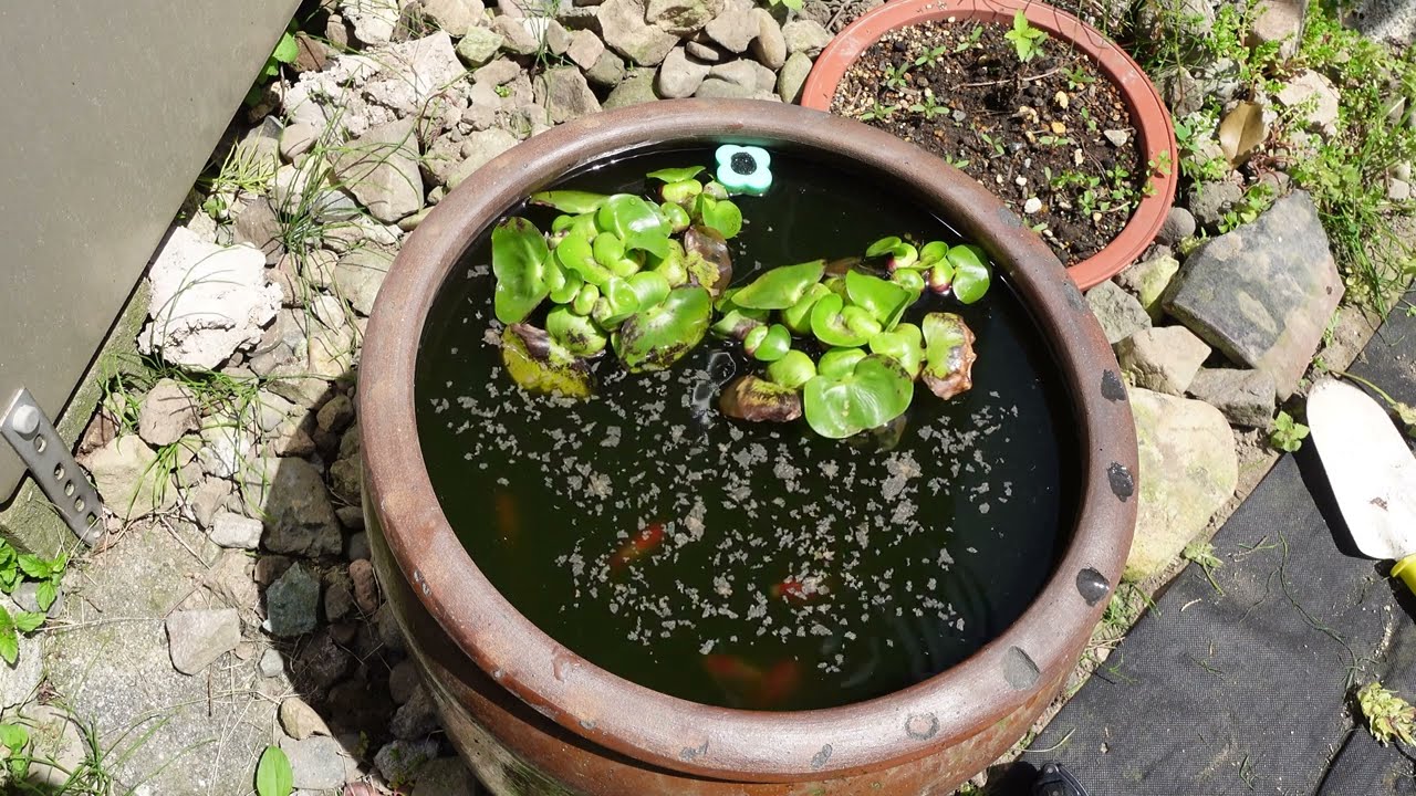 One Year With My Pot Biotope - YouTube