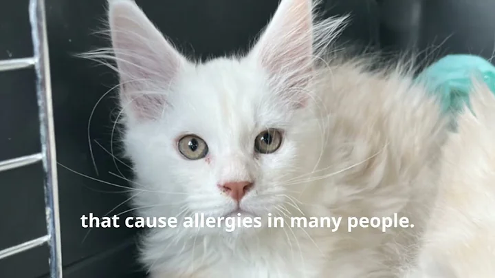 Watch the video about The Truth About Hypoallergenic Cats