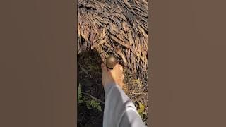Panen Jamur Sawit #shortvideo #panenjamur #jamursawit