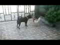 sweet fight between a dog and hen