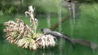 Manatees and Alligators: Florida's Odd Couple