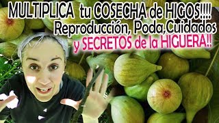 Como MULTIPLICAR tu COSECHA de HIGOS!!!  Reproducción, Poda, Cuidados Y SECRETOS de la HIGUERA!