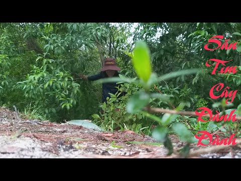 Video Săn tìm cây Dành Dành nơi rừng rậm ||CHÂN ĐẤT BONSAI - youtube