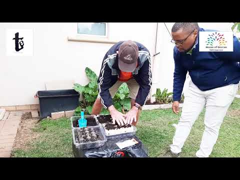 Ukufunda Ukutshala Isipinashi .  We learn how to grow Spinach