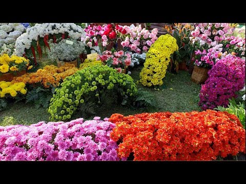 Video: Hvordan Finder Moskva International Flower Festival Sted