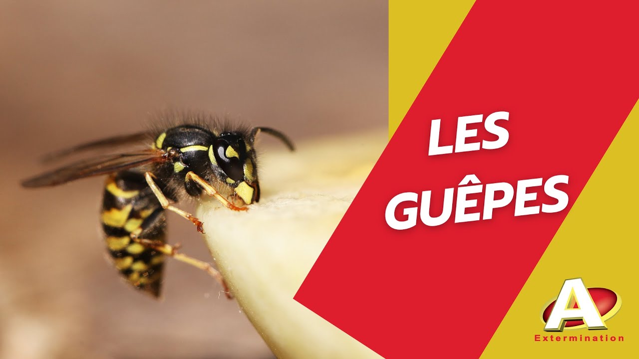 Vidéo : Exterminateur de guêpes A Extermination