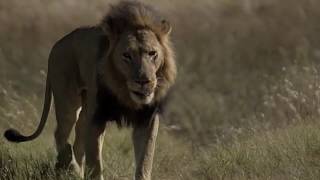 Corridors to Conservation