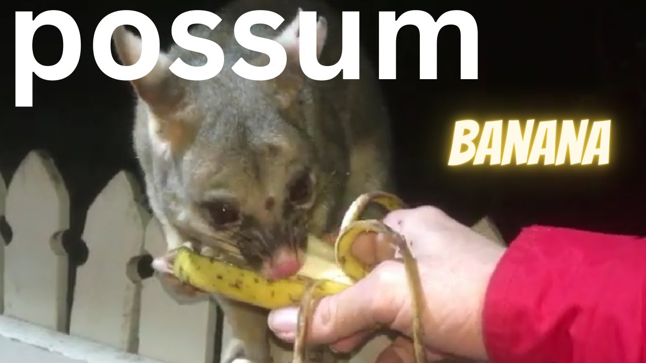 PATTING & HAND FEEDING an Australian Possum Banana YouTube