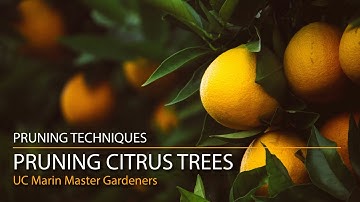 Pruning Citrus Trees: Lemons, Limes, Oranges and More