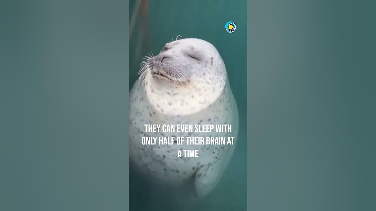 Seals Can Sleep Underwater! YouTube