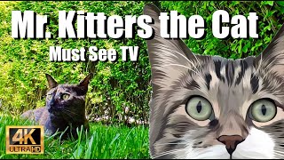 Mr. Kitters the Cat 📣🐈 Must See TV 📺🍿Tonks the Tortie 🐈‍⬛