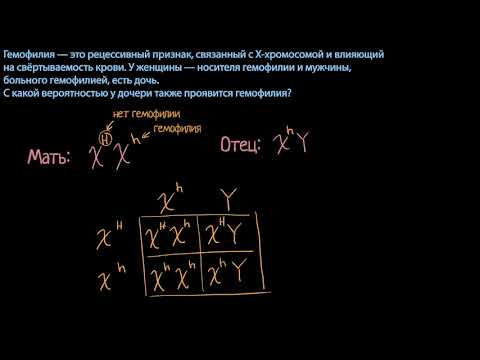 Пример  с решеткой Пеннета и вероятность гемофилии (видео 6) | Классическая генетика | Биология