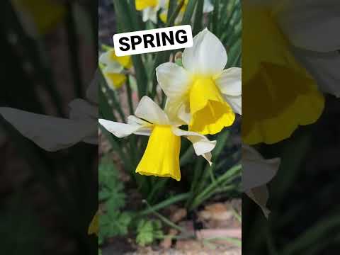BEAUTIFUL Flowers 🌸 SPRING Ambience 🍃 Relaxing Nature #shorts #ytshorts #spring #flowers #ambient