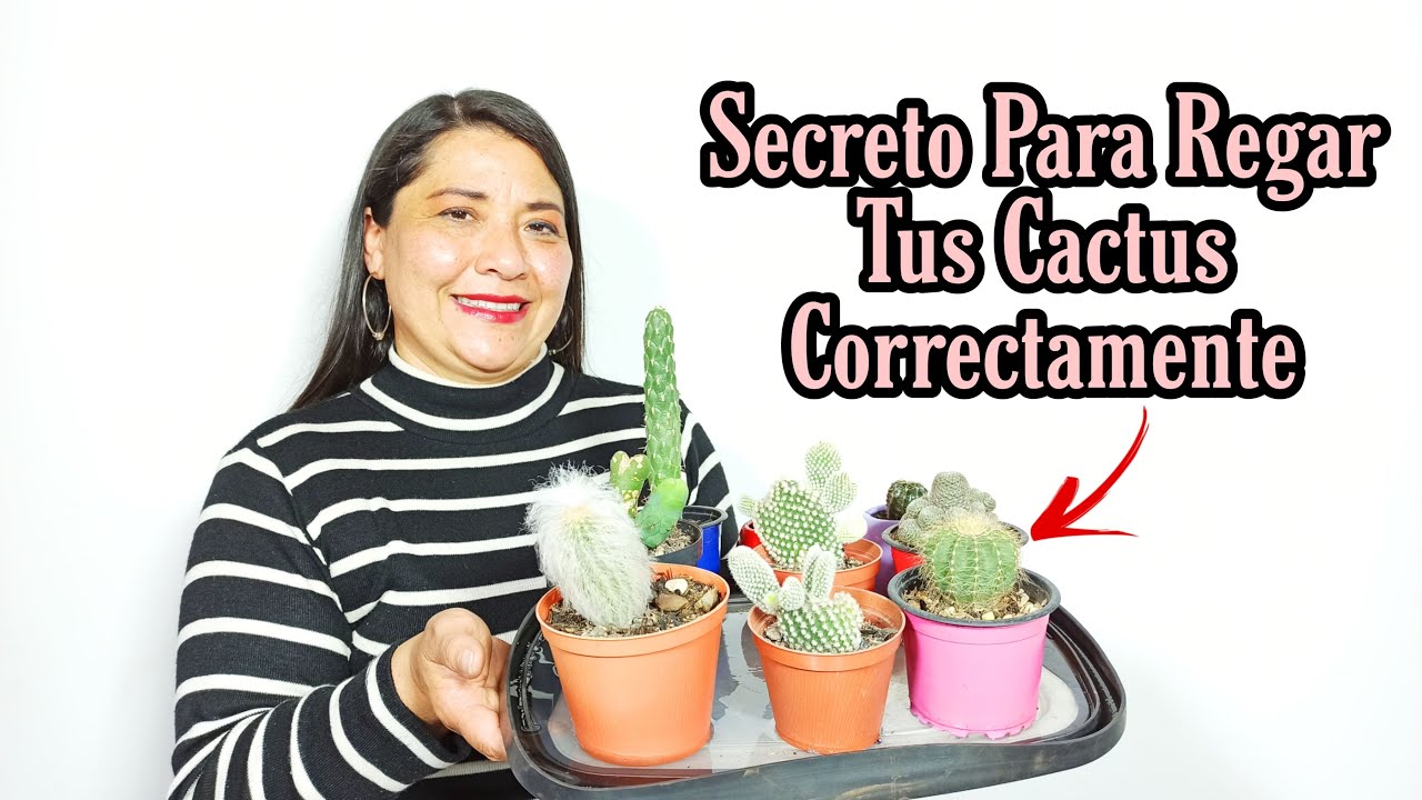 Truco para REGAR tus CACTUS CORRECTAMENTE