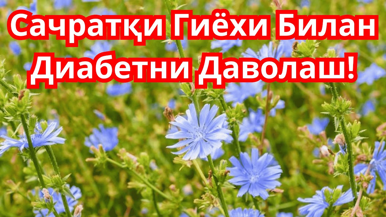 САЧРАТКИ ГИЁХИ ВА ДИАБЕТНИ ДАВОЛАШ / ДИАБЕТ ВА ДИЕТА / ДИАБЕТНИ ДАВОЛАШ / 974343536 - ТЕЛЕГРАМ