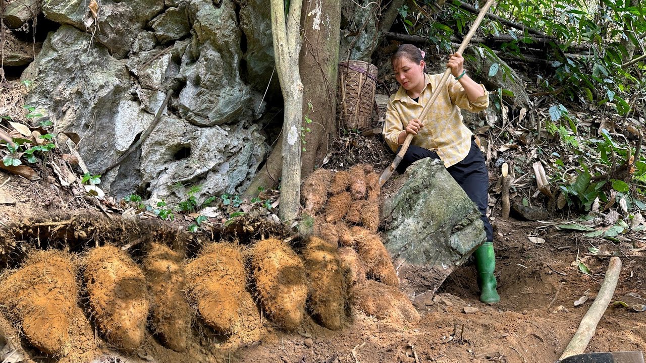 Harvesting many spiny tubers goes to market sell - Simple life, pet care | Farm Life 
