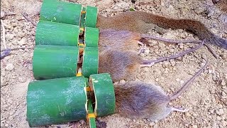 Amazing bamboo rubber trap Squirrel Ard mouse trap