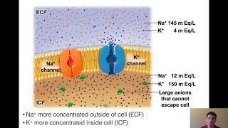 NAU BIO 201 - Lecture 13 - Membrane Potentials