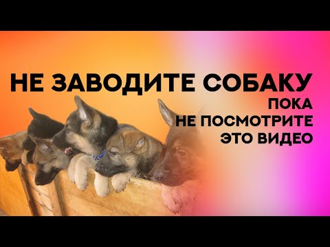Не заводите собаку служебной породы пока не посмотрите это видео. Rules of raising a puppy.
