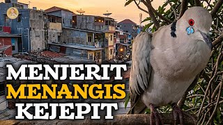 BURUNG PUTER PELUNG SUARA MENJERIT PANJANG MENANGIS SEPERTI KUNTILANAK ‼️ #puterpelung 