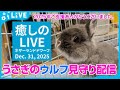 【今日のうさぎ 12/31】ウルフ(ネザーランドドワーフ)といっしょにまったり時間|Wolf the bunny (Netherland Dwarf Bunny) Live Stream2