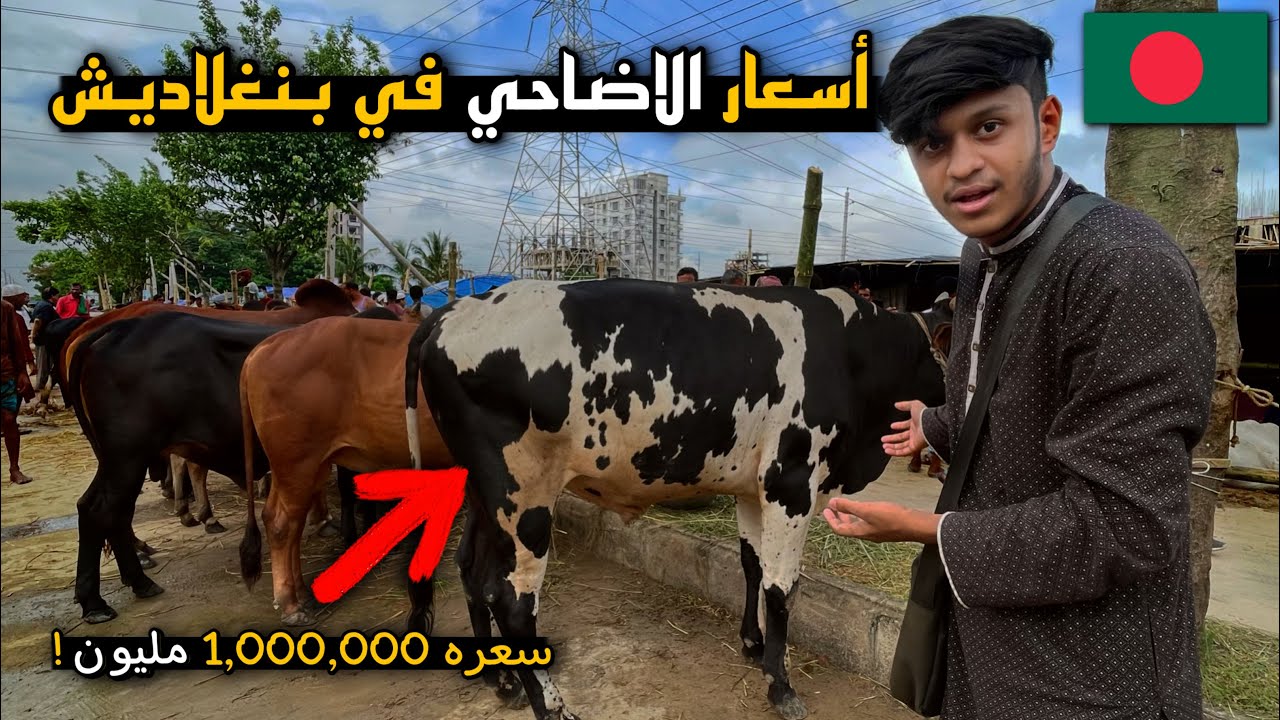 سوق الاضاحي في بنغلاديش | سعر البقر مليون و نص 🤯🇧🇩🐄
