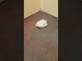 DIY Paper floor over concrete, part 1 DIY Paper floor over concrete, part 1