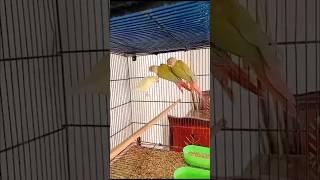 pineapple conure#sunconure #parrot 🦜🦜