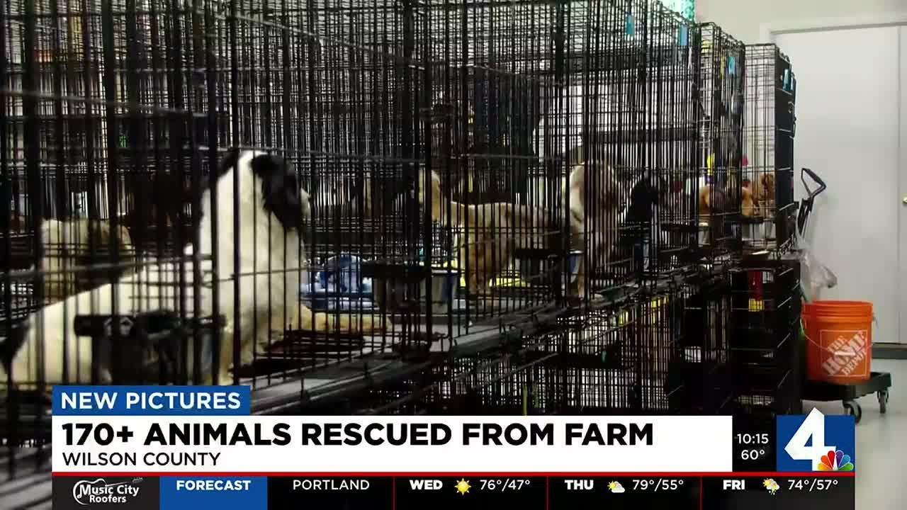 More than 170 animals rescued from farm in Wilson County - YouTube