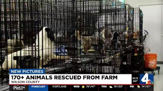 More than 170 animals rescued from farm in Wilson County