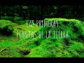 LOS BRIÓFITOS: Las primeras plantas de la tierra. Musgos, antoceros y hepáticas.