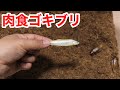 大量の肉食ゴキブリが潜む土の上に生魚を置いてみると・・・