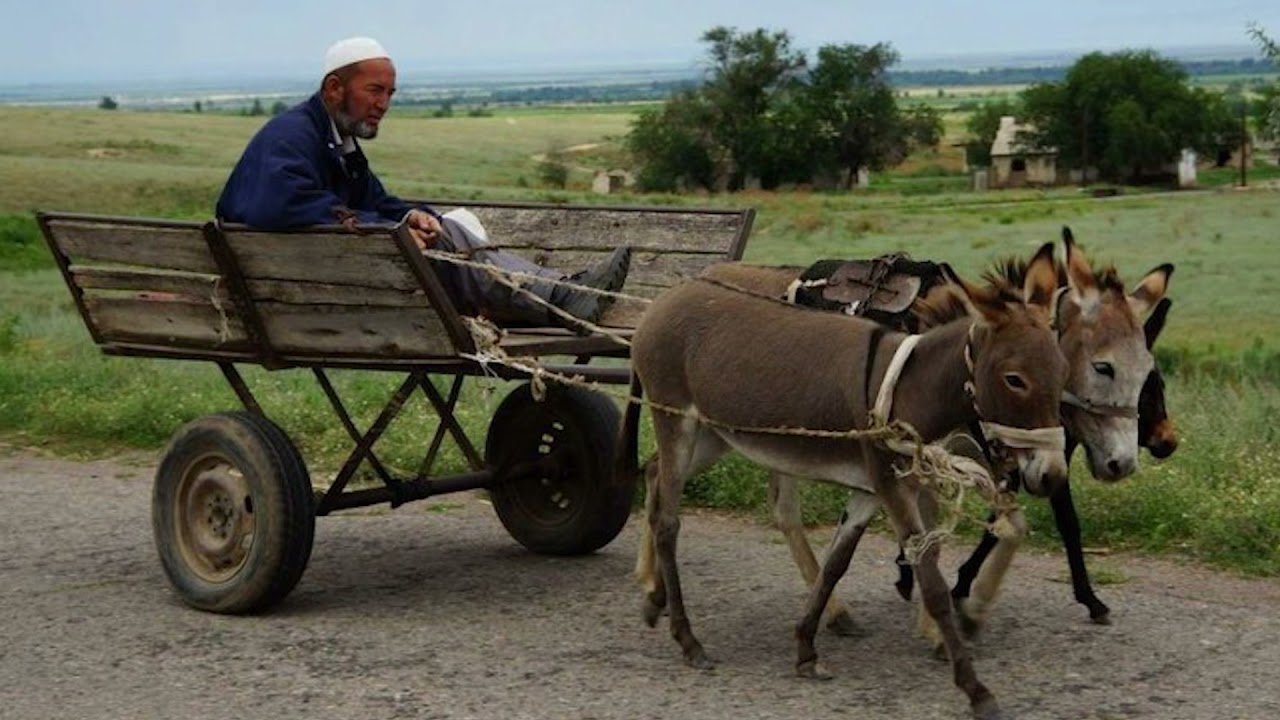 Хохол телега