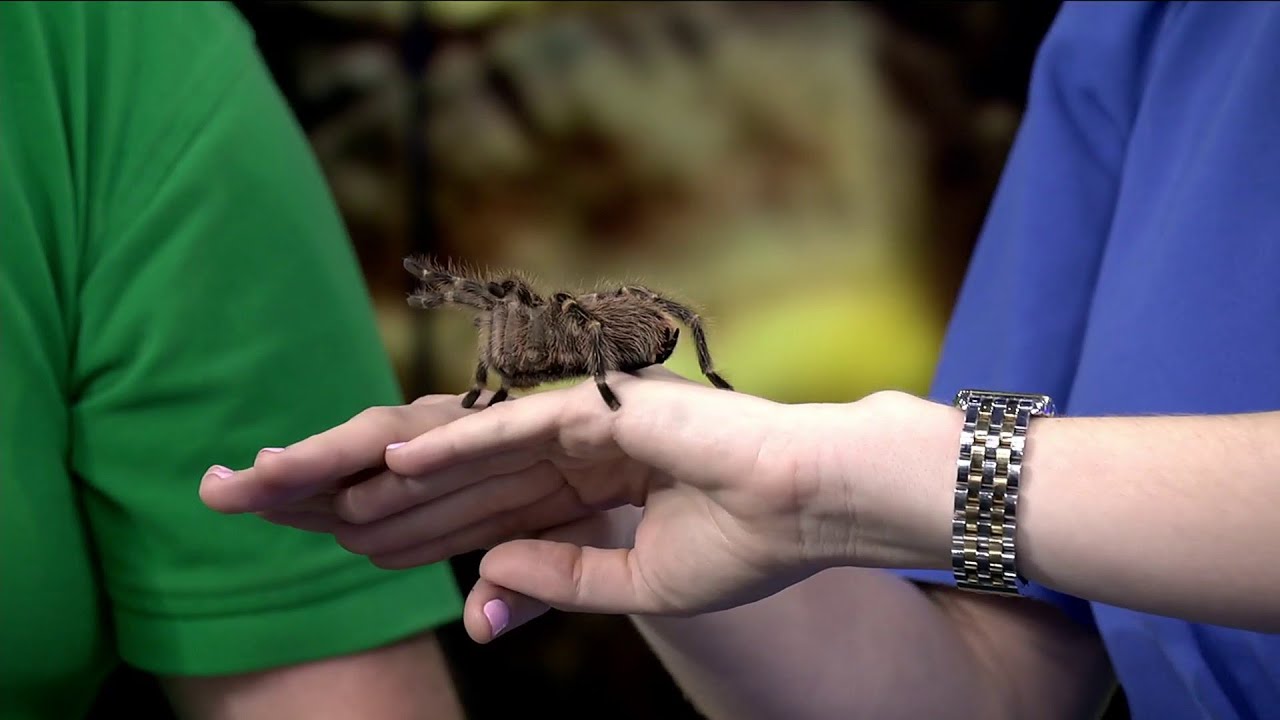 Repticon Jacksonville YouTube