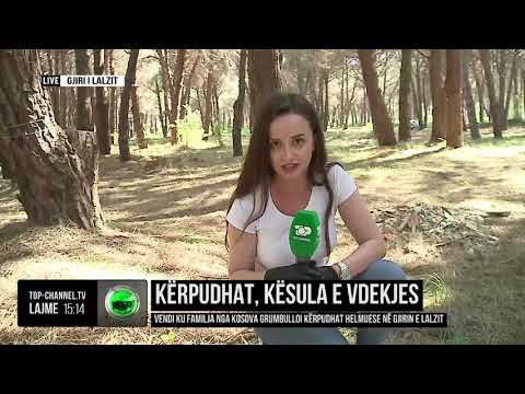 Video: Ku jetojnë kërpudhat?