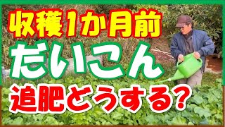 One month before radish harvest! What should I do about fertilization?