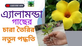 এ্যালামন্ডা গাছের চারা তৈরির নতুন পদ্ধতি/অলকানন্দা ফুল/Allamanda plant propagation