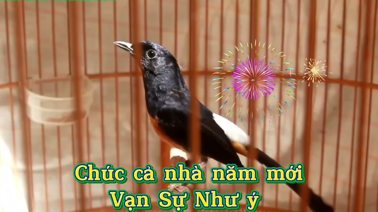 Chòe lửa hót|chòe lửa luyện giọng, kích bổi hót đấu căng lửa Chòe lửa hót sáng 