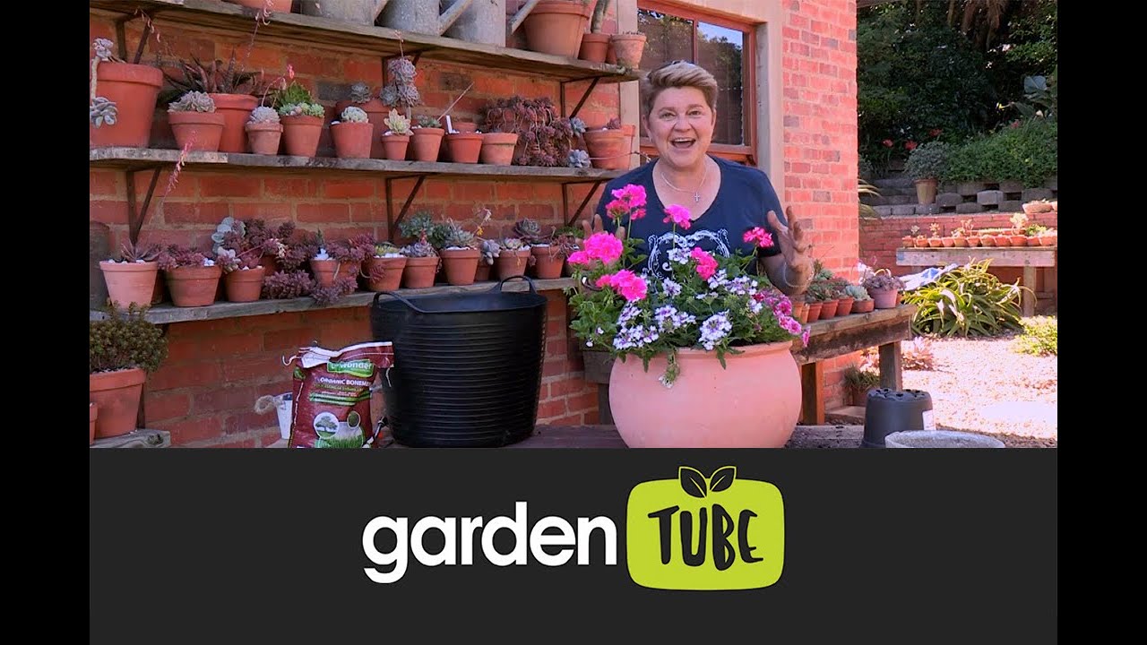 Year-Round Colour in the Garden - YouTube