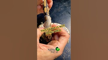 This snake is not doing well. #molinarosnakelab #ballpython #badshed #snakecare #witchy #royalpython