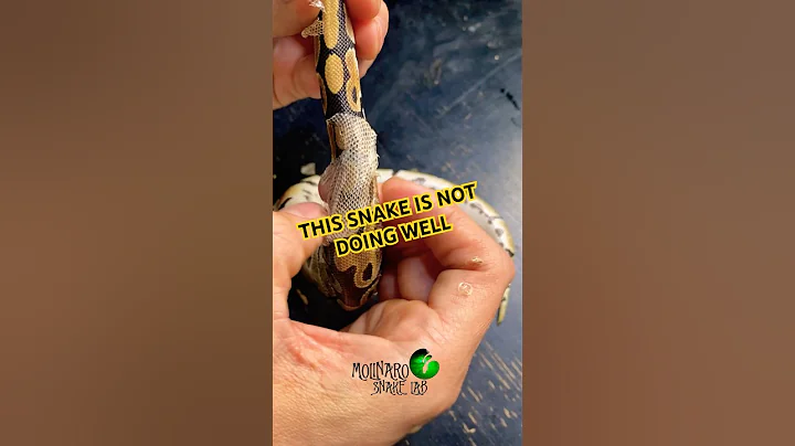 This snake is not doing well. #molinarosnakelab #ballpython #badshed #snakecare #witchy #royalpython